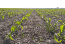 El “maíz temprano” gana protagonismo en la zona núcleo: el 90% de hectáreas del cereal se sembrarán este mes