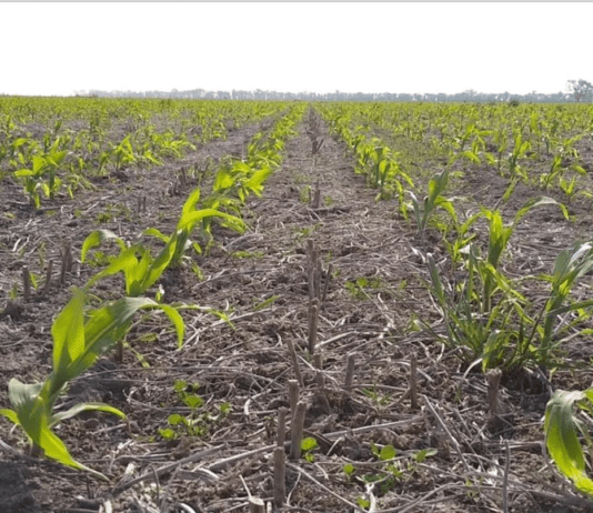 El “maíz temprano” gana protagonismo en la zona núcleo: el 90% de hectáreas del cereal se sembrarán este mes
