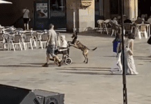 Un perro dio un ejemplo insólito y ayudó a una anciana en silla de ruedas