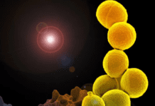 Animales, plantas y humanos: el impacto del mal uso de antibióticos en la salud global