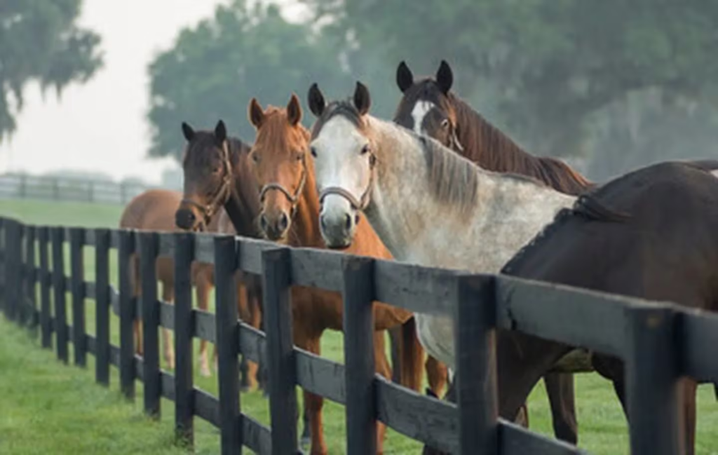 Se confirmaron nuevos brotes de Encefalomielitis Equina en Corrientes, Santa Fe y Buenos Aires