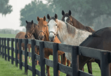 Se confirmaron nuevos brotes de Encefalomielitis Equina en Corrientes, Santa Fe y Buenos Aires