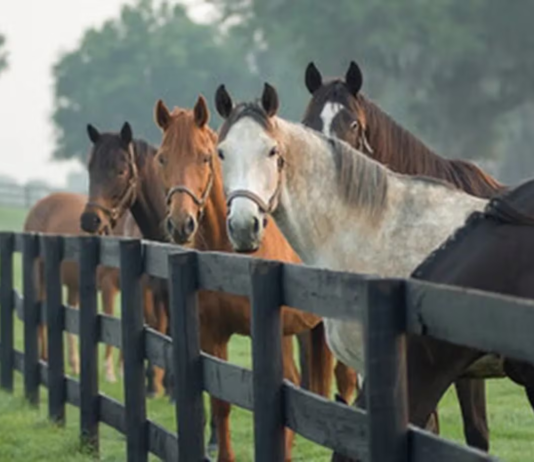 Se confirmaron nuevos brotes de Encefalomielitis Equina en Corrientes, Santa Fe y Buenos Aires