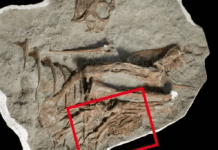 Increíble hallazgo: encuentran el fósil de un tiranosaurio con rastros de su última comida preservada en el estómago