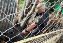 Un ladrón se escondió en la cucha del perro después de asaltar a un jubilado en La Plata