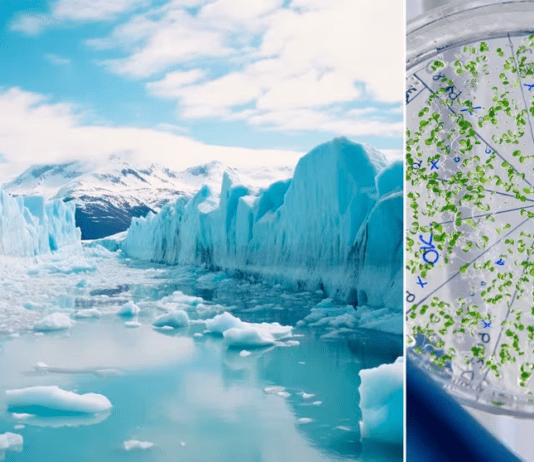 Viaje presidencial a la Antártida: cómo es el proyecto ambiental que buscará microplásticos en el hielo