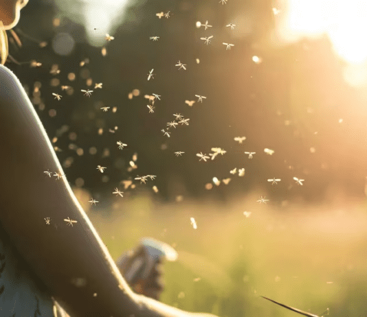 Hasta cuándo durará la invasión de mosquitos en el AMBA