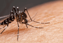 Aumentaron 60,5% los casos de dengue en una semana: cuáles son las provincias más afectadas