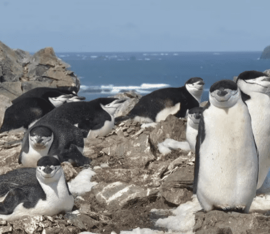 Descubren que los pingüinos descansan con microsueños de pocos segundos para poder sobrevivir