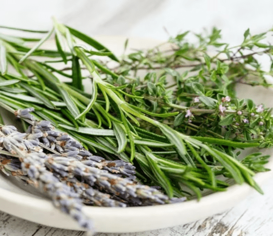 Romero, la planta medicinal que se puede tomar a diario y mejora la circulación sanguínea