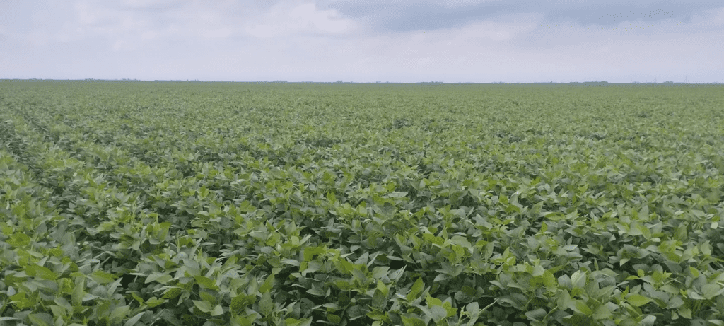 El campo recibió nuevas lluvias este lunes, con oportunos registros de 50 milímetros en varias zonas
