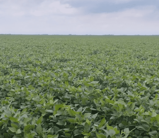 El campo recibió nuevas lluvias este lunes, con oportunos registros de 50 milímetros en varias zonas