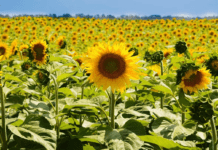 A pesar de la peor sequía en 60 años, el girasol cerró el ciclo 2022/23 con el mejor registro de la década