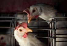 La OMS confirmó la primera muerte de una persona infectada por gripe aviar