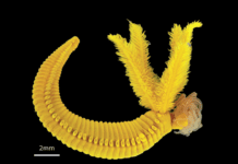 Gusano Dorado: Solución Marina al Arsénico Tóxico en Océanos