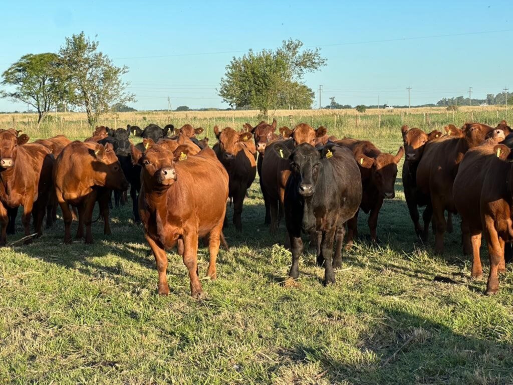 Aumento en faena de vaquillonas amenaza con reducir stock ganadero