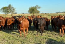 Aumento en faena de vaquillonas amenaza con reducir stock ganadero