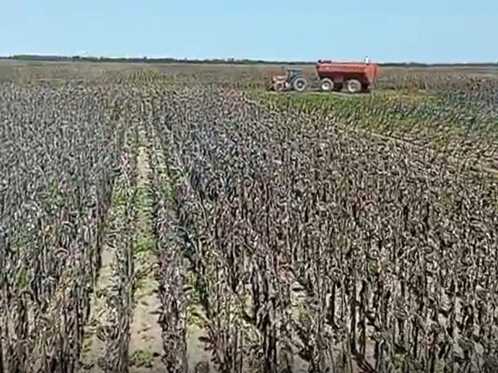 Girasol en Chaco: Protagonista Estratégico de la Agricultura Local