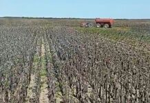 Girasol en Chaco: Protagonista Estratégico de la Agricultura Local