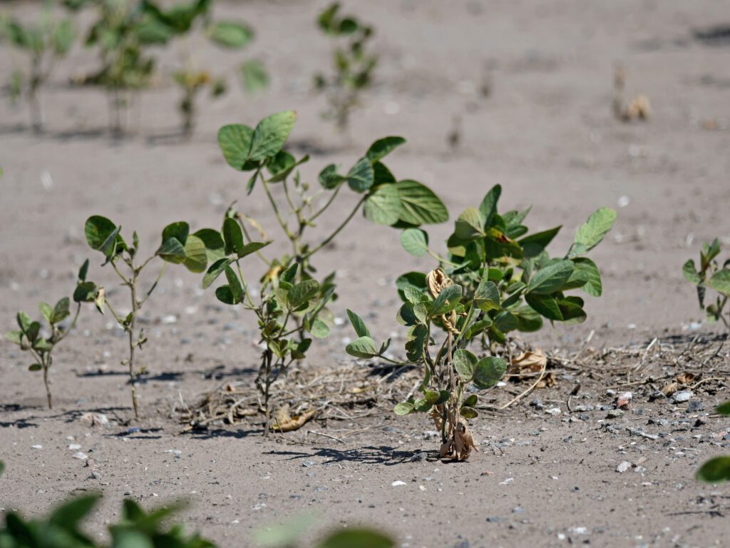 Prorrogan Emergencia Agropecuaria en Santa Fe: Beneficios y Acceso