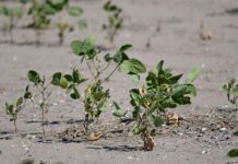 Prorrogan Emergencia Agropecuaria en Santa Fe: Beneficios y Acceso