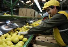 San Miguel reestructura su deuda hasta 2029 y lidera en cítricos