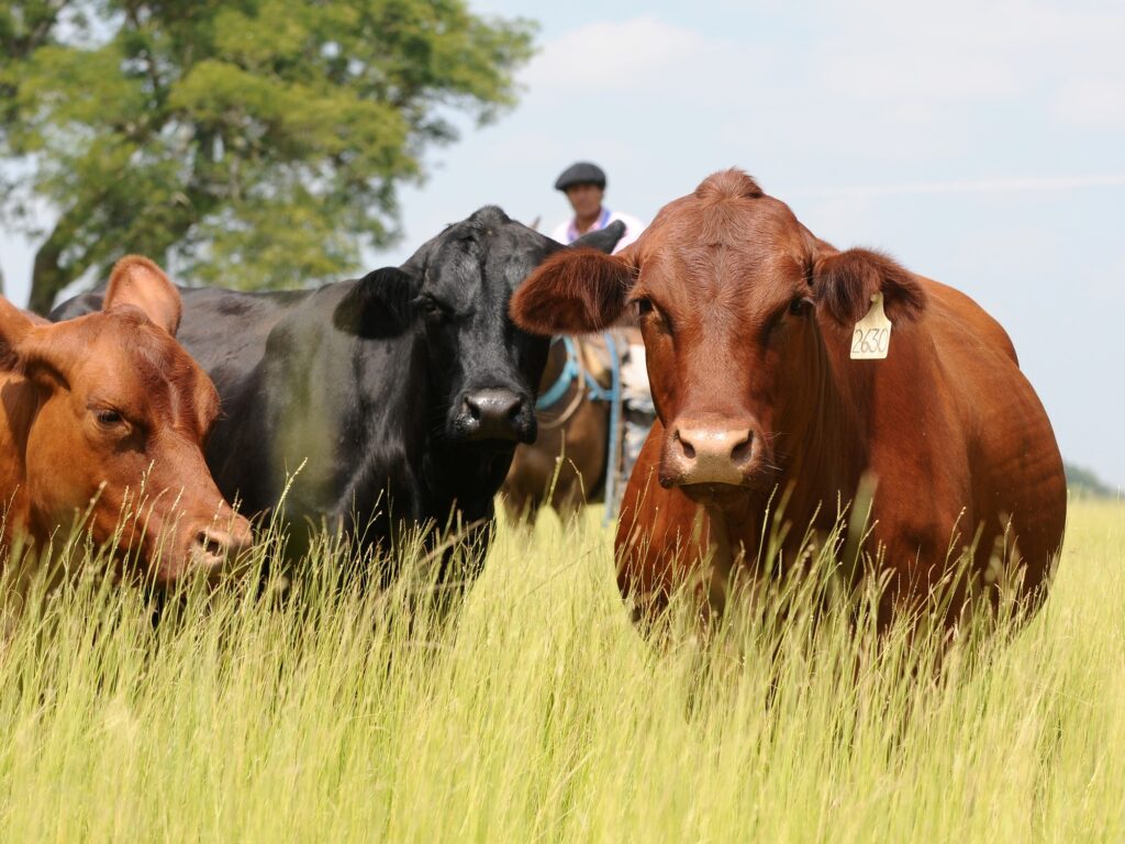 Importación de Carne Argentina a EE.UU.: Alerta en Ganaderos Locales