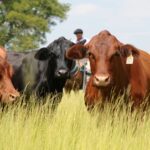 Importación de Carne Argentina a EE.UU.: Alerta en Ganaderos Locales