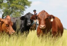 Importación de Carne Argentina a EE.UU.: Alerta en Ganaderos Locales