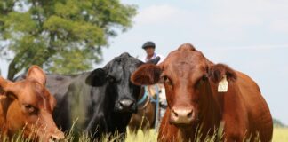 Importación de Carne Argentina a EE.UU.: Alerta en Ganaderos Locales