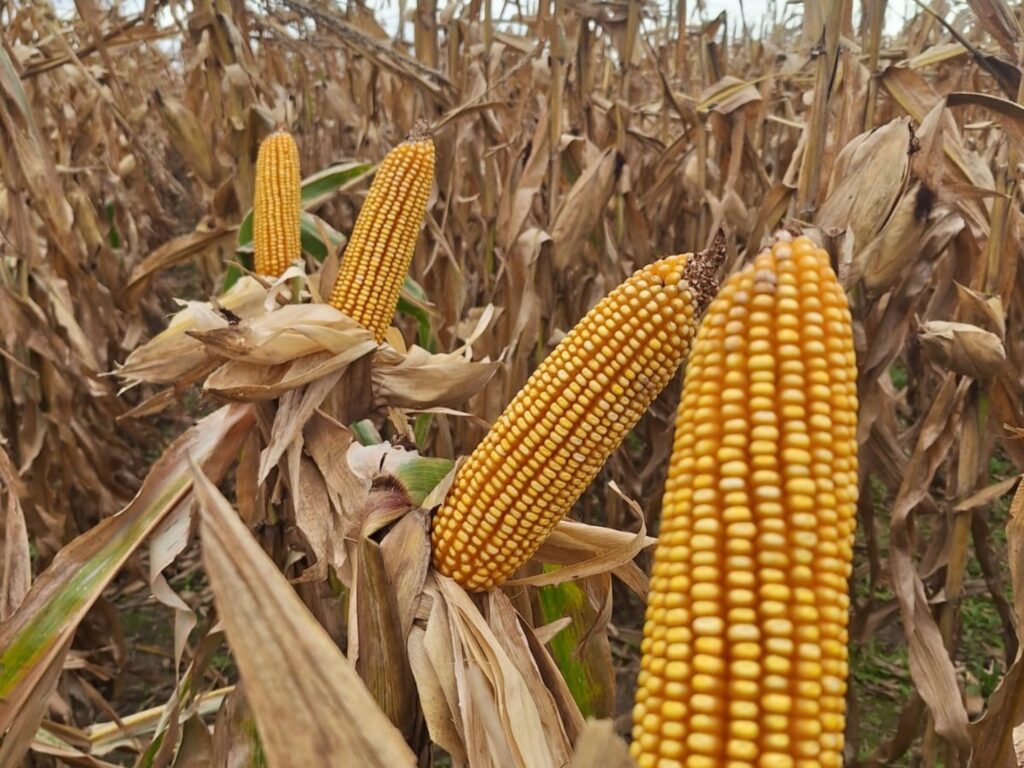Argentina: Récord en Producción de Maíz con 64 Millones de Toneladas