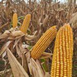 Argentina: Récord en Producción de Maíz con 64 Millones de Toneladas