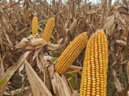 Argentina: Récord en Producción de Maíz con 64 Millones de Toneladas