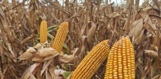 Argentina: Récord en Producción de Maíz con 64 Millones de Toneladas