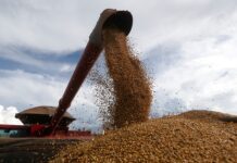 Caída del precio de la soja en Chicago tras seis semanas de subas