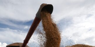 Caída del precio de la soja en Chicago tras seis semanas de subas