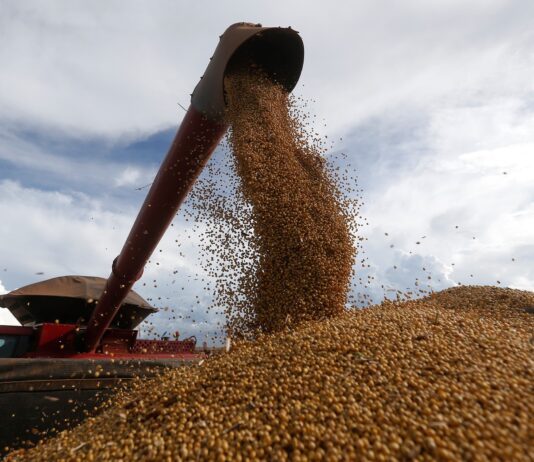 Caída del precio de la soja en Chicago tras seis semanas de subas