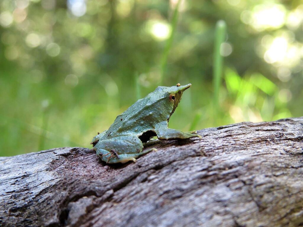 Kast Restituye Protección Ambiental para la Ranita de Darwin en Chile