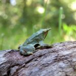 Kast Restituye Protección Ambiental para la Ranita de Darwin en Chile