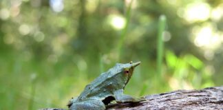 Kast Restituye Protección Ambiental para la Ranita de Darwin en Chile