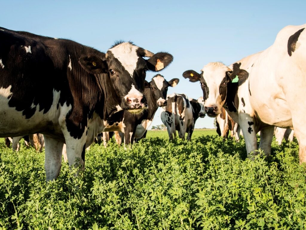 Crisis en la Lechería: Menos Tambos, Más Vacas y Rentabilidad en Caída