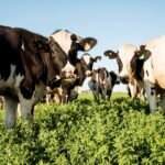 Crisis en la Lechería: Menos Tambos, Más Vacas y Rentabilidad en Caída