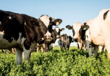 Crisis en la Lechería: Menos Tambos, Más Vacas y Rentabilidad en Caída