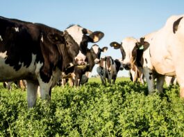 Crisis en la Lechería: Menos Tambos, Más Vacas y Rentabilidad en Caída