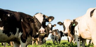 Crisis en la Lechería: Menos Tambos, Más Vacas y Rentabilidad en Caída