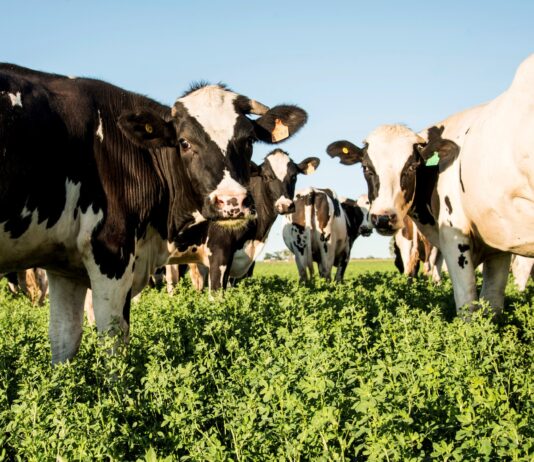 Crisis en la Lechería: Menos Tambos, Más Vacas y Rentabilidad en Caída