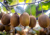 Innovación en Frutihorticultura Argentina: Crecimiento y Nuevas Oportunidades