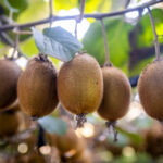 Innovación en Frutihorticultura Argentina: Crecimiento y Nuevas Oportunidades