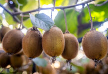 Innovación en Frutihorticultura Argentina: Crecimiento y Nuevas Oportunidades