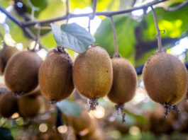 Innovación en Frutihorticultura Argentina: Crecimiento y Nuevas Oportunidades